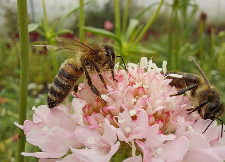 COULEUR ABEILLE