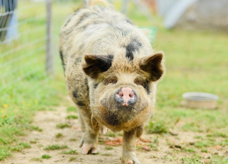 HALLOWEEN AU POTAGER DES Z’ANIMAUX