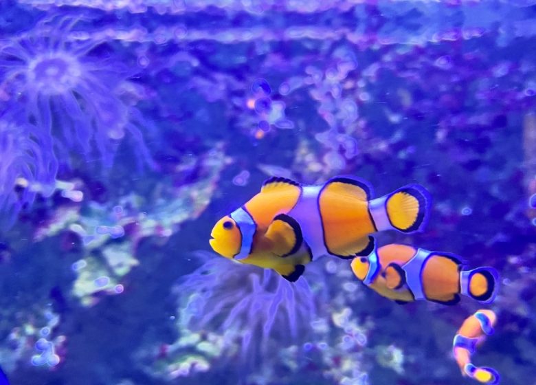 Aquarium de Vendée