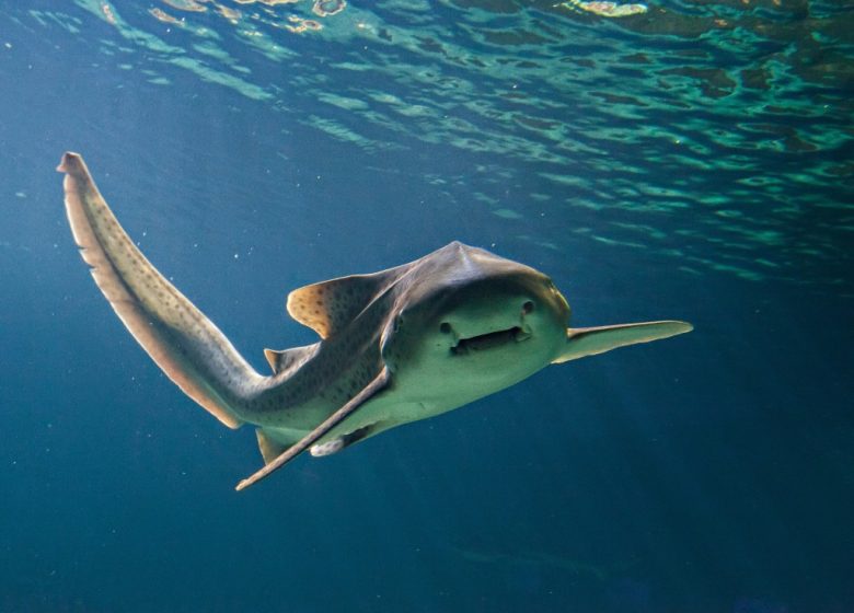 Aquarium de Vendée